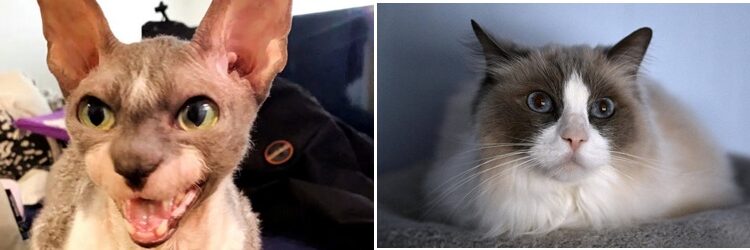 У Фінляндії щорічно нагороджують котів-героїв – за що отримали звання минулорічні лауреати? (ФОТО)