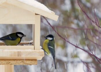 SINOPTIK.ua прогнозує теплі зимові вихідні