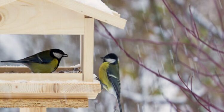 SINOPTIK.ua прогнозує теплі зимові вихідні