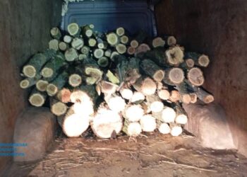 На Миколаївщині взяли «чорних лісорубів» – вони нанесли шкоду на суму понад 1 млн грн 