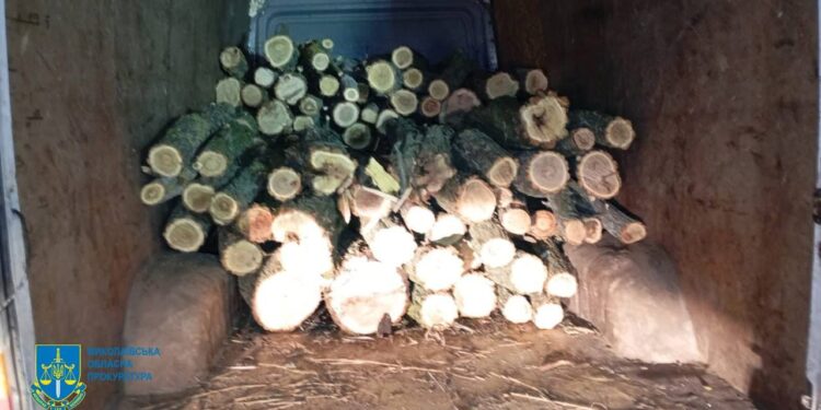 На Миколаївщині взяли «чорних лісорубів» – вони нанесли шкоду на суму понад 1 млн грн 