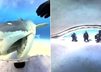 Акула проковтнула камеру дайвера, а потім виплюнула. Що побачили на відео (ВІДЕО)