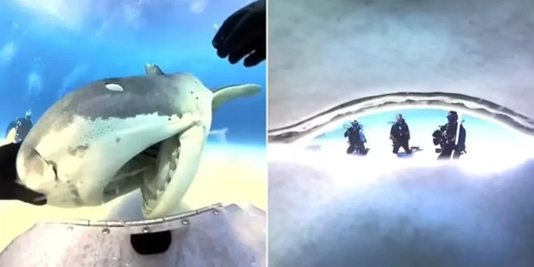 Акула проковтнула камеру дайвера, а потім виплюнула. Що побачили на відео (ВІДЕО)