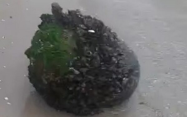 Чергова російська морська міна, яку винесло на узбережжя Одещини, знешкоджена військовими моряками (ВІДЕО)