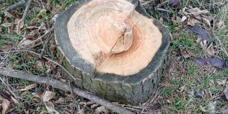 Тепер вже в іншому куточку Миколаївщини – поблизу Баштанки незаконною вирубкою дерев невідомі завдали збитків на 563 тис.грн. (ФОТО)