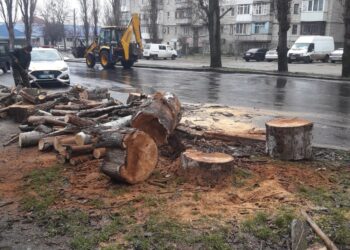 У Миколаєві комунальники знов спиляли дерева – без дозволів і з конфліктами, – ДЕІ