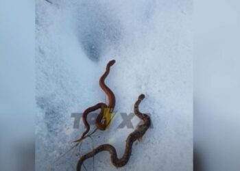 В Україні прокинулися змії. Кажуть, таке до землетрусів (ВІДЕО)