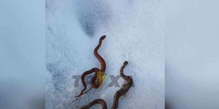 В Україні прокинулися змії. Кажуть, таке до землетрусів (ВІДЕО)