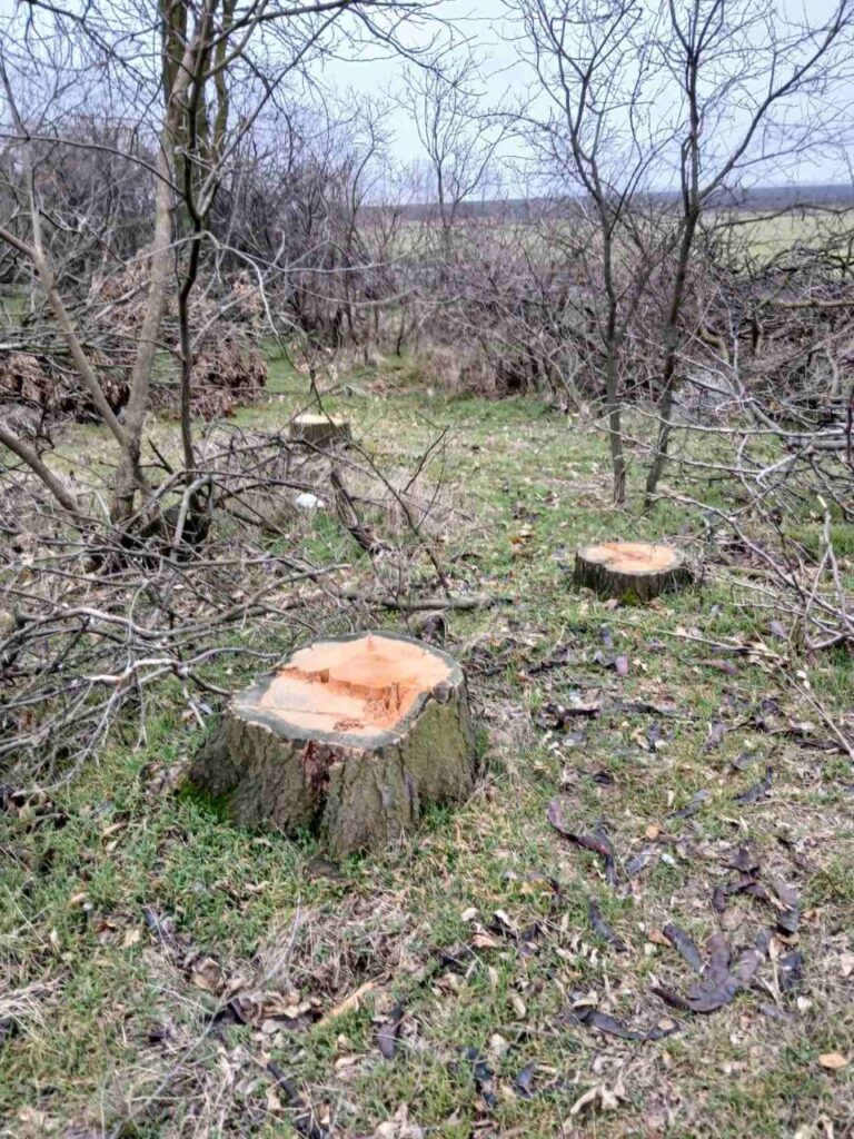 Тепер вже в іншому куточку Миколаївщини – поблизу Баштанки незаконною вирубкою дерев невідомі завдали збитків на 563 тис.грн. (ФОТО) 4