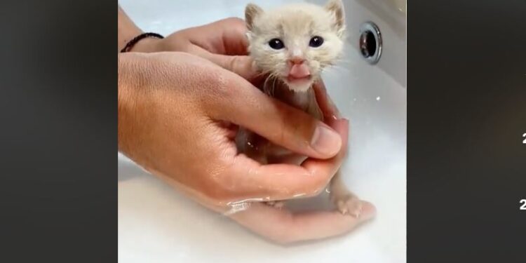 Американець підібрав сліпе кошеня на дорозі. А що виросло? (ВІДЕО)