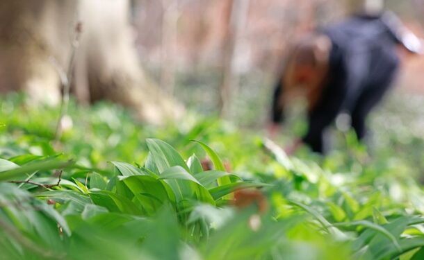 У Німеччині судитимуть росіян, які збирали черемшу для продажу в рф