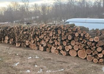 На Миколаївщині “чорні лісоруби” нарубали дров на 400 тисяч гривень