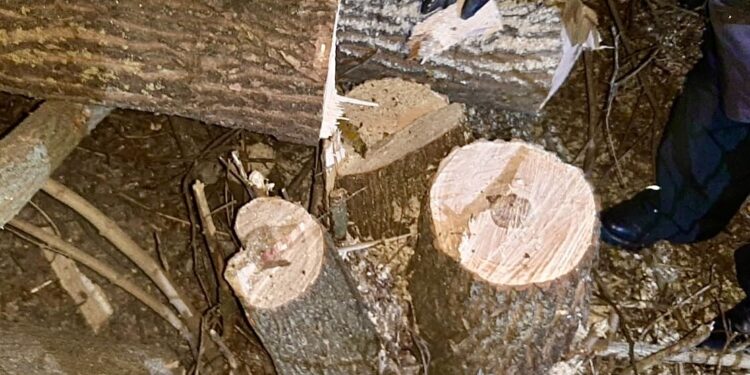 На Миколаївщині затримана ще одна група «чорних лісорубів» – нанесла шкоду на майже мільйон гривень (ФОТО)