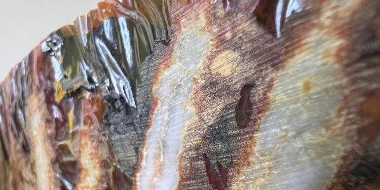 Мешканець Полтавщини намагався переправити до США зуби вимерлих мамутів – київські митники завадили (ФОТО)