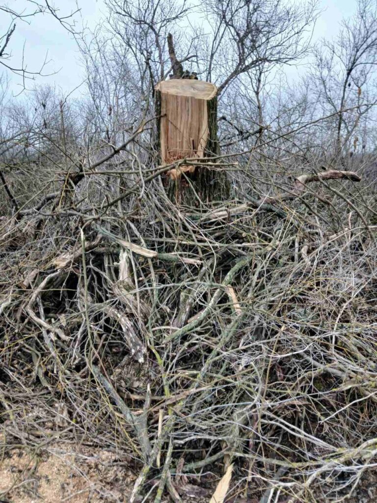 Тепер вже в іншому куточку Миколаївщини – поблизу Баштанки незаконною вирубкою дерев невідомі завдали збитків на 563 тис.грн. (ФОТО) 10