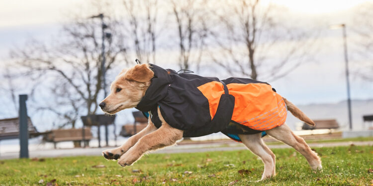 Какой утеплитель используют в одежде для собак