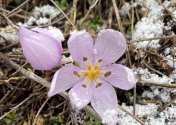 У регіональних ландшафтних парках Миколаївщини квітнуть першоцвіти (ФОТО)