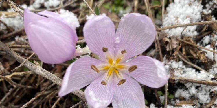 У регіональних ландшафтних парках Миколаївщини квітнуть першоцвіти (ФОТО)