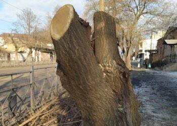 Держекоінспекція склала адмінпротоколи на «Миколаївобленерго» за варварську обрізку дерев (ФОТО)