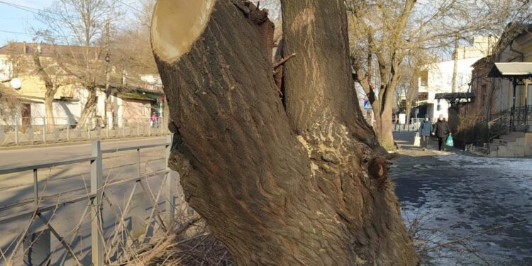 Держекоінспекція склала адмінпротоколи на «Миколаївобленерго» за варварську обрізку дерев (ФОТО)