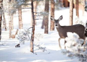 Зимовий фінал: морози, лід і трохи снігу
