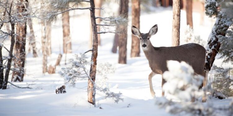 Зимовий фінал: морози, лід і трохи снігу