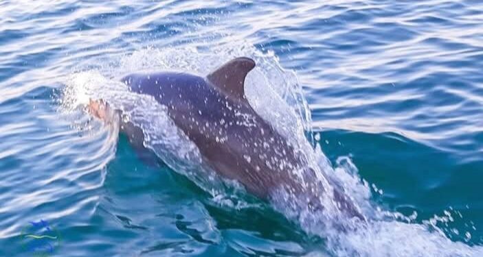 До берегів Одещини повернулись дельфіни (ФОТО)