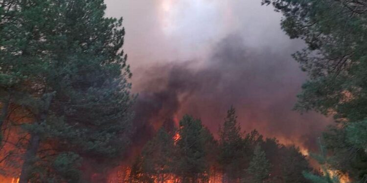 Як окупанти шкодять природі Миколаївщини – на Кінбурнському півострові вже вигоріло майже 10 тис.га