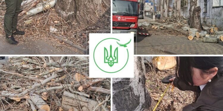 У Миколаєві ДЕІ оштрафувала «Миколаївські парки» за повну обрізку крон тополь на Аркасівській