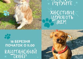 Цієї неділі у Миколаєві – чергова виставка-прилаштування безпритульних тварин (ФОТО)