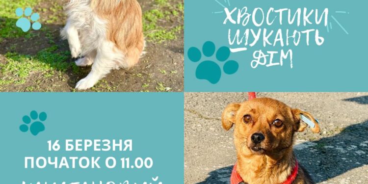 Цієї неділі у Миколаєві – чергова виставка-прилаштування безпритульних тварин (ФОТО)