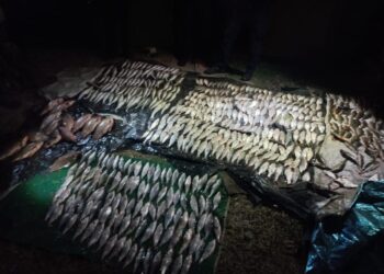 Тарань, судак, окунь – у Миколаєві на Інгулі впіймали браконьєрів, які сітками виловили 535 риб (ФОТО, ВІДЕО)