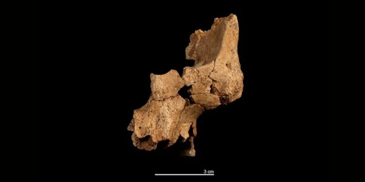 В Іспанії, ймовірно, знайшли невідомий раніше вид в еволюції людини (ФОТО)