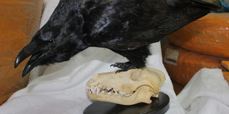 Крук на черепі вовка та опудала папуг – все це киянин намагався відправити у США (ФОТО)