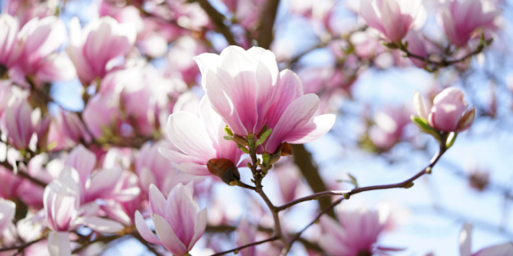 Прогноз на вихідні: тепла весняна погода з дощовим настроєм