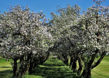 Якщо вирішили купити дачу і посадити сад. З чого почати?