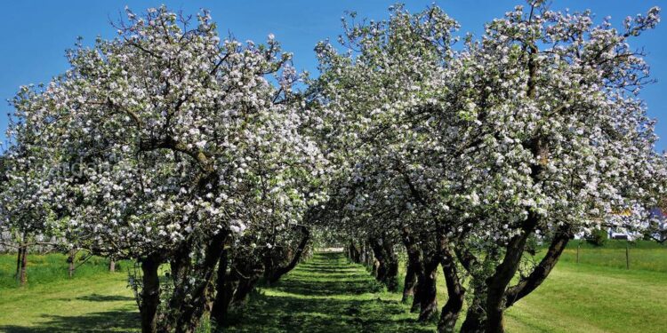 Якщо вирішили купити дачу і посадити сад. З чого почати?