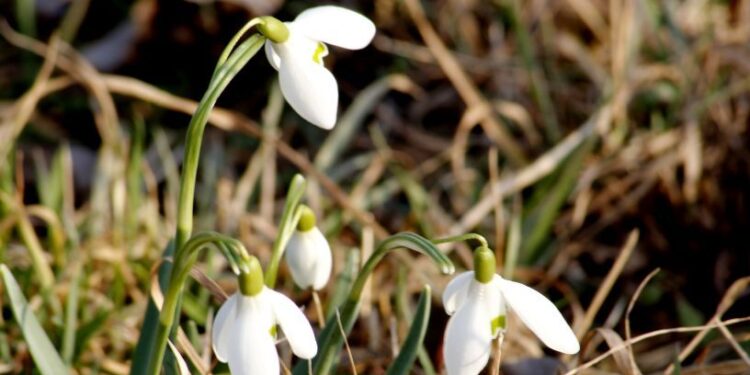 Весна набирає обертів: теплі вихідні без опадів