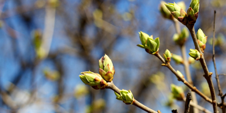 Прогноз на вихідні: тепло в суботу, дощ і мокрий сніг у неділю