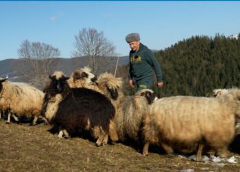Вівчарі у Карпатах відмовляються від дотацій на овець – кажуть, не час брати в держави (ФОТО, ВІДЕО)