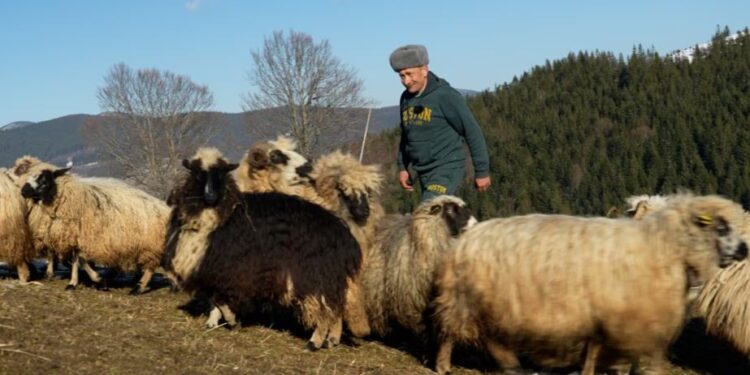 Вівчарі у Карпатах відмовляються від дотацій на овець – кажуть, не час брати в держави (ФОТО, ВІДЕО)