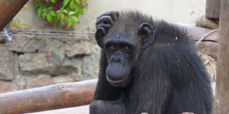 У Миколаївському зоопарку померла одна із старожилок та засновниця родини шимпанзе Амбі