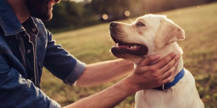 Безпритульні собаки допоможуть ув’язненим в Угорщині