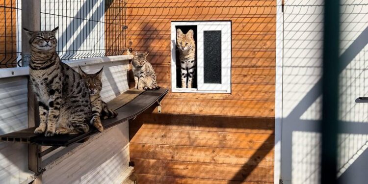 В Іспанії викрили торговців екзотичними тваринами. Вивезені з України теж там є (ВІДЕО)