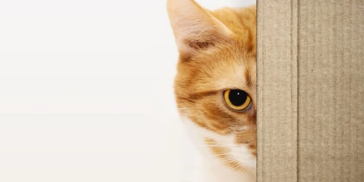 У Бухаресті дозволили брати домашніх тварин у держустанови. Але не всіх