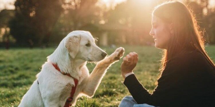 У Миколаєві КП «Центр захисту тварин» шукає волонтерів для підрахунку безпритульних собак