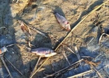 На Миколаївщині зафіксовано випадок замору риби – ДЕІ з’ясовує причини