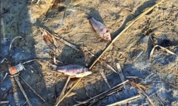 На Миколаївщині зафіксовано випадок замору риби – ДЕІ з’ясовує причини