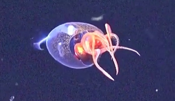 Антарктичного гігантського кальмара в його природному середовищі вперше зняли на ВІДЕО