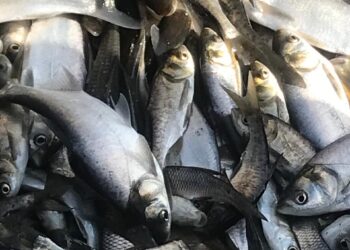 Зариблення на Миколаївщині – Щербанівське водосховище отримало понад 300 тисяч мальків (ФОТО, ВІДЕО)
